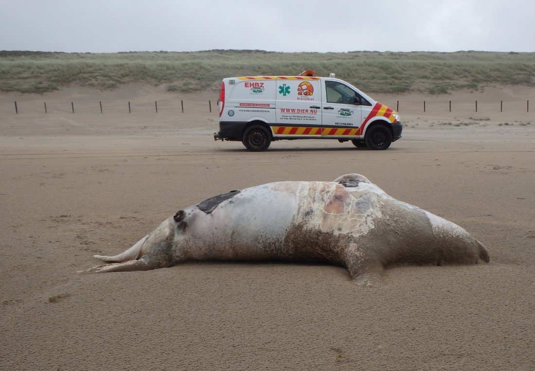 Dode grijze zeehond Noordwijk